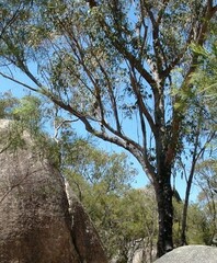 Eucalyptus populnea