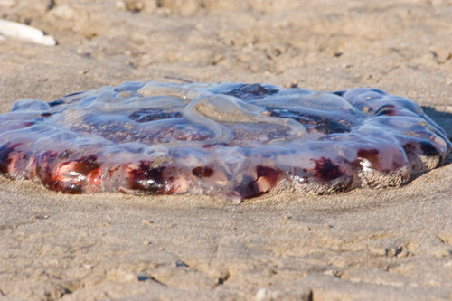 photo of Purple-striped Sea Nettle (Chrysaora colorata)