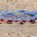 photo of Purple-striped Sea Nettle (Chrysaora colorata)