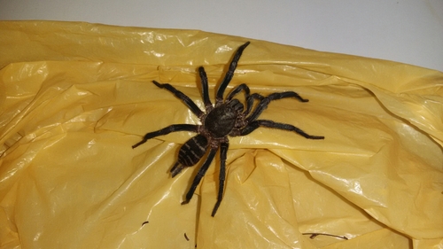 Trechona venosa
