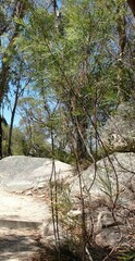 Acacia juncifolia