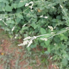 Achyropsis leptostachya