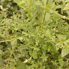 Achyropsis leptostachya