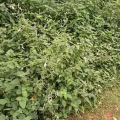 Achyropsis leptostachya