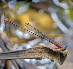 Teinobasis ruficollis
