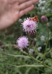 Rhagonycha fulva