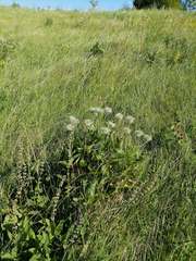 Clematis integrifolia