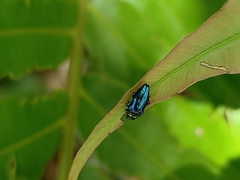 Endelus cupido