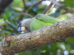 Poicephalus cryptoxanthus