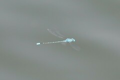 Pseudagrion microcephalum