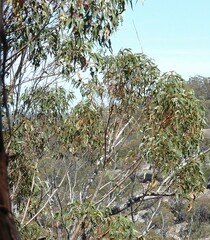 Eucalyptus pauciflora