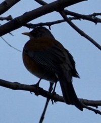 Turdus