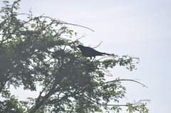 Lamprotornis australis