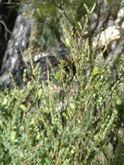 Bossiaea rhombifolia