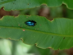 Endelus cupido