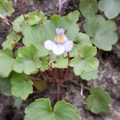 Cymbalaria muralis