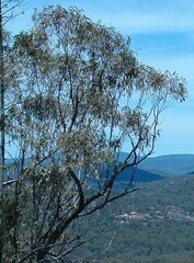 Eucalyptus crebra