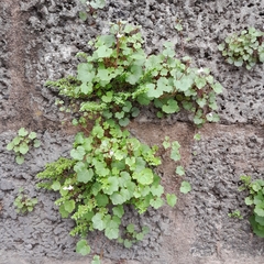 Cymbalaria muralis