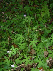 Geranium seemannii