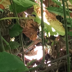 Holcosus quadrilineatus