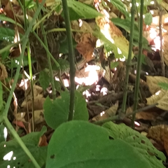 Holcosus quadrilineatus