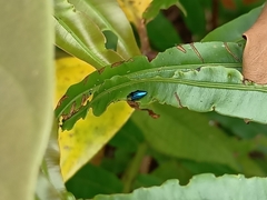 Endelus cupido