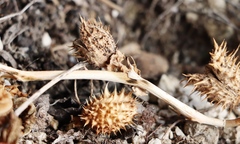 Datura stramonium