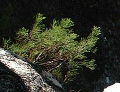 Callitris endlicheri