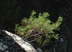 Callitris endlicheri