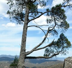 Callitris endlicheri