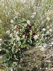 Clematis integrifolia