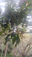 Burseraceae