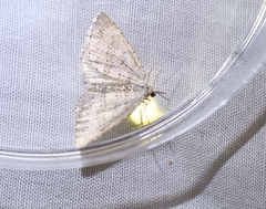 Colostygia multistrigaria