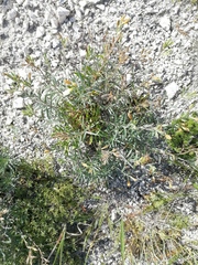 Onosma simplicissima