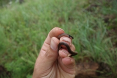 Aparallactus capensis