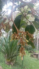 Burseraceae