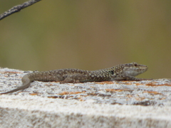 Podarcis siculus