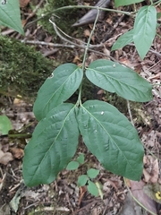 Euonymus latifolius