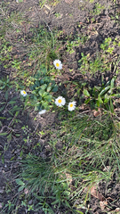 Bellis perennis