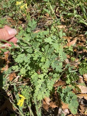 Corydalis micrantha