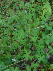 Geranium seemannii