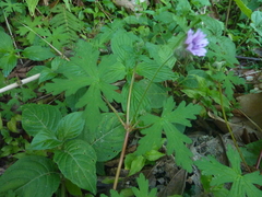 Geranium seemannii