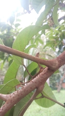 Burseraceae