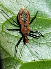 Gminatus wallengreni