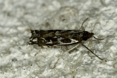 Prionapteryx serpentella