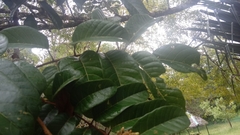 Burseraceae