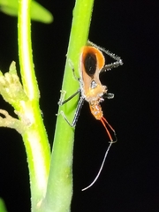 Gminatus wallengreni