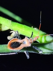 Gminatus wallengreni