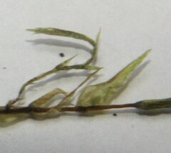 Fontinalis dalecarlica