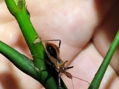 Gminatus wallengreni